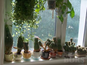 TOALILLED