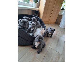 PRANTSUSE BULDOG  KUTSIKAD.