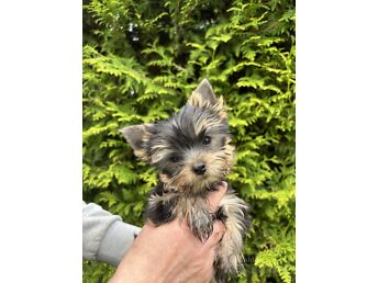 YORKSHIRE TERRIER
