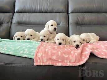 GOLDEN RETRIEVER PUPPIES AVAILABLE