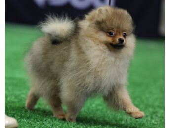 POMERANIAN/ KÄÄBUSSPITS