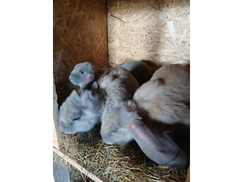 PRANTSUSE PÄSSID