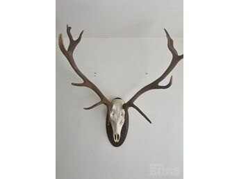 HISPAANIA PUNAHIRVE TROFEE (CERVUS ELAPHUS), SERTIFIKAAT