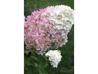 HORTENSIA TÜVEL
