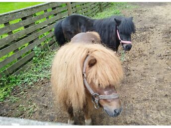 PONID