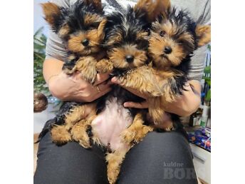 MÜÜA YORKSHIRE TERRIER  KUTSIKAD