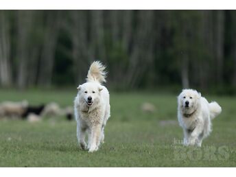 MAREMMA-ABRUZZI LAMBAKOER