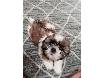 IDEALSED SHIH TZU KUTSIKAD.