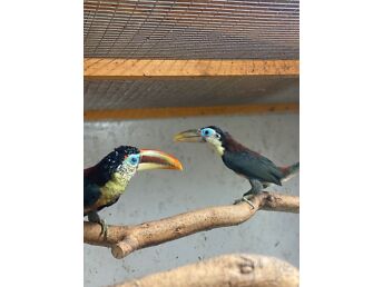 ARACARI
