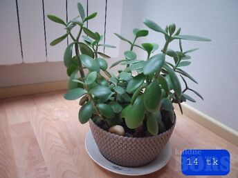 RAHAPUU- AHVILEIVAPUU