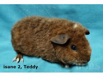 TÕU MERISEAD-TEDDY  ISASED