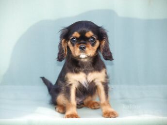 KING CAVALIER CHARLES SPANJEL