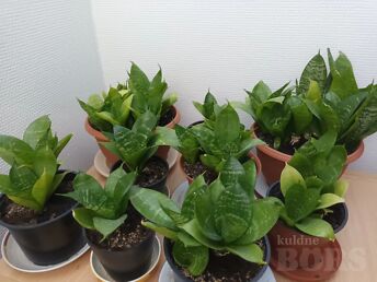 LILL SANSEVIERIA