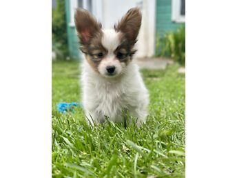 PAPILLON