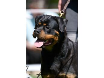 EMANE ROTTWEILER