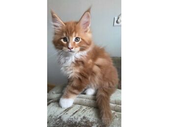 MAINE COON KASSIPOJAD