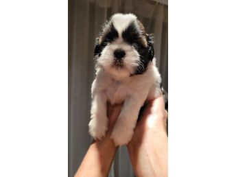 IDEALSED SHIH TZU KUTSIKAD.