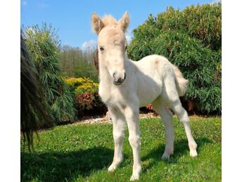 APPALOOSA PONI FOAL