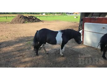 MINI PONI