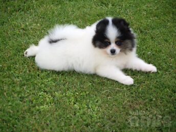 KÄÄBUSSPITS, POMERANIAN