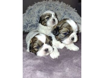 IDEALSED SHIH TZU KUTSIKAD.