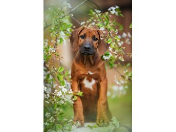 RHODESIAN RIDGEBACK