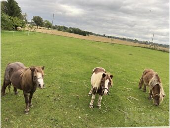 SHETLANDI PONI
