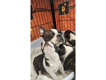 BOSTON TERRIERI KUTSIKAS