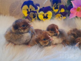 SPLACH JA BLUE LACED RED WYANDOTTE TIBUD