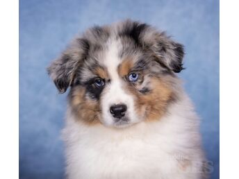 AUSTRALIAN SHEPHERD