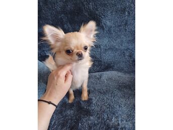 ILUSAD TÄISKASVANUD CHIHUAHUA TÜDRUKUD