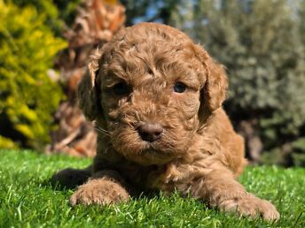 CAVAPOO KUTSIKAD