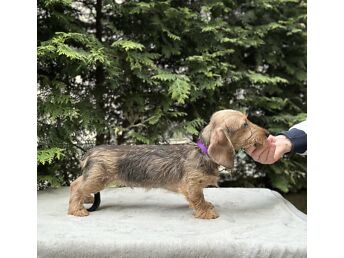 MINIATURE WIRE-HAIRED PUPPY