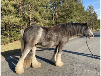 IRISH COB RUUN DALLAS