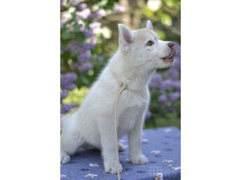 SIBERI HUSKY