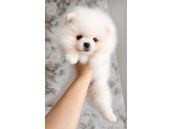 POMERANIAN SPITS