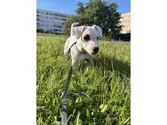 JACK RUSSELLI TERJERI KUTSIKAS