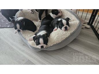 BOSTON TERRIERI KUTSIKAS
