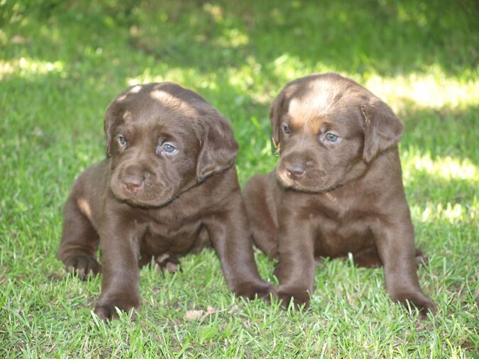 LABRADOR- RETRIIVER