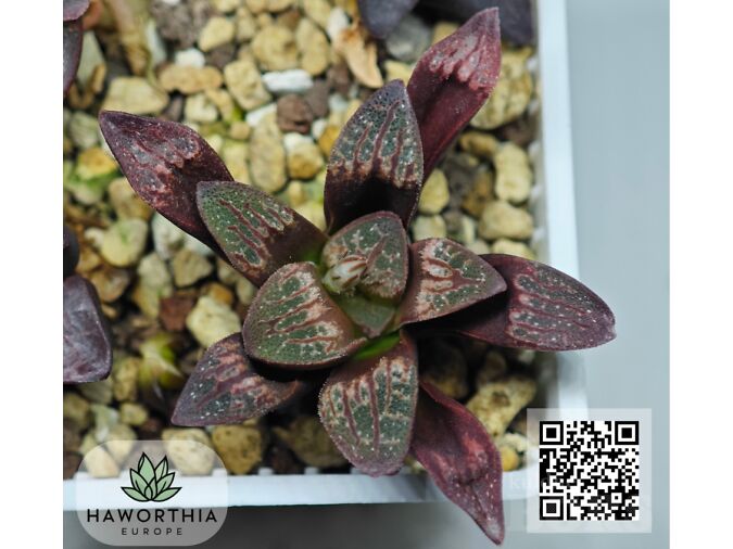 HARULDASED HAWORTHIA’D (HAWORTHIA) – TERVED, JUURDUNUD TAIMED – TARNE KOGU EUROOPASSE BULGAARIAST (EL)