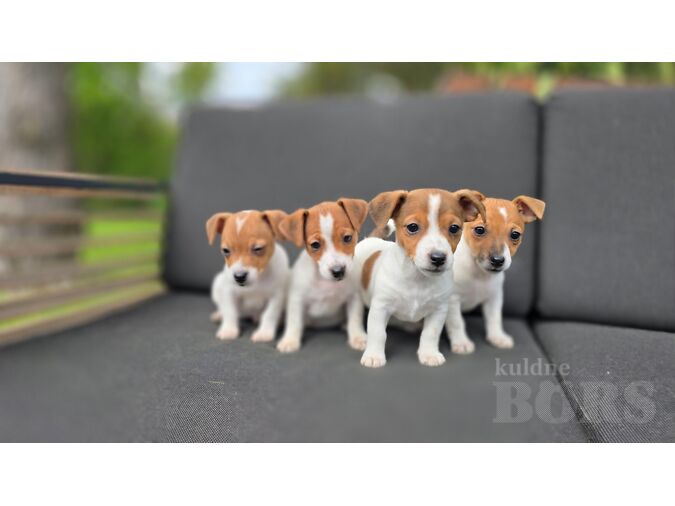 MÜÜA JACK RUSSELLI TERJER KUTSIKAD