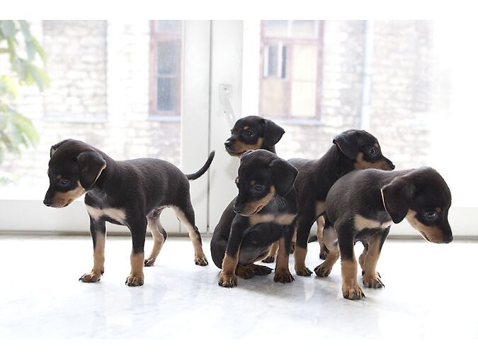 KÄÄBUSPINŠER (MINIATURE PINSCHER)