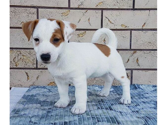 JACK RUSSELLI TERJER