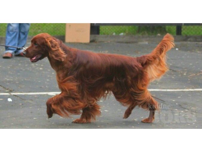 PUNANE IIRI SETTER
