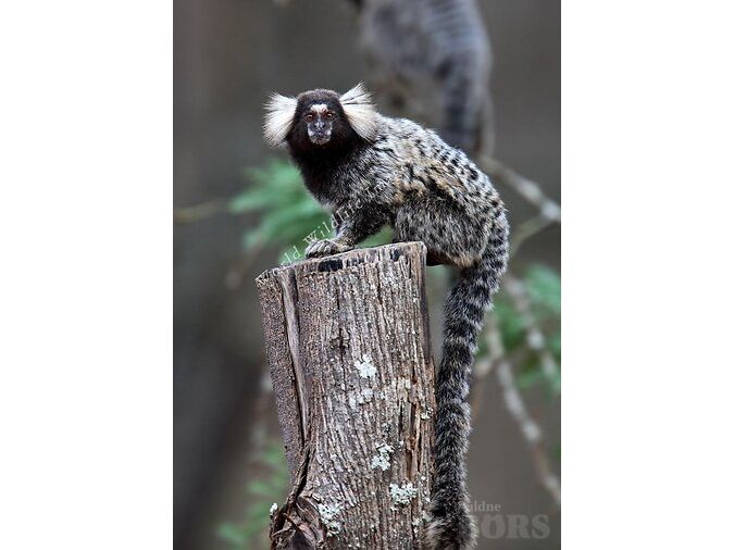 VALGETUPS-MARMOSETT