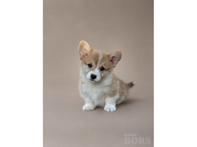 WELSH CORGI PEMBROKE