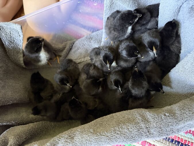 PAKKUDA TIBUSID