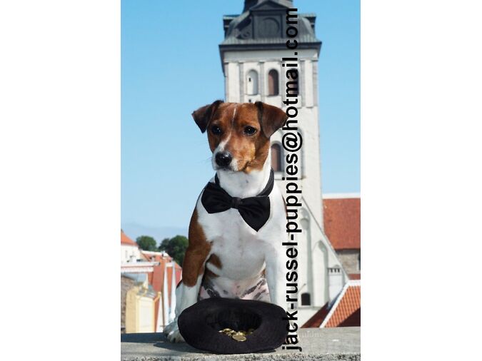 JACK RUSSELLI TERJERI KUTSIKAD.