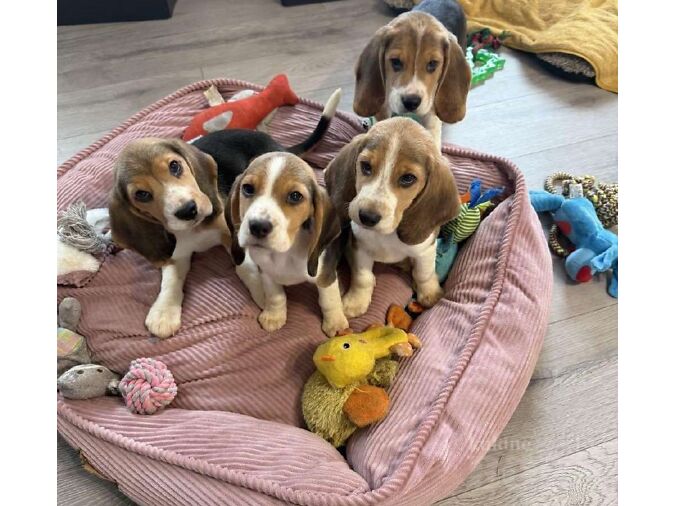 MÜÜA BEAGLE KUTSIKAD