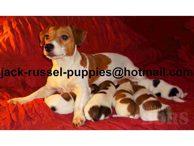 JACK RUSSELLI TERJERI KUTSIKAD.